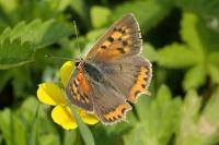 Lycaena phlaeas
