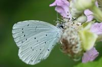 Celastrina argiolus