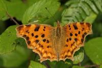 Polygonia c-album