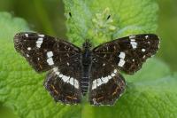 Araschnia levana