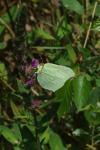 Gonepteryx rhamni