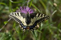 Papilio machaon