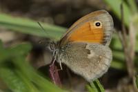 Coenonympha pamphilus