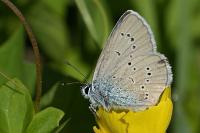 Cyaniris semiargus