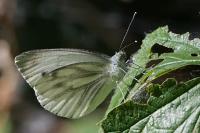 Pieris napi