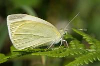 Pieris rapae