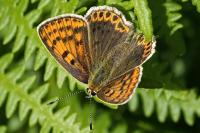 Lycaena tityrus