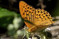 Argynnis paphia