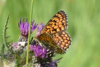Melitaea phoebe
