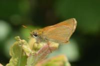Thymelicus lineola