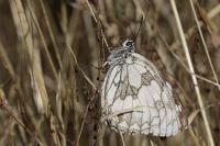 Melanargia galathea