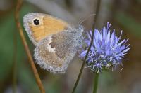 Coenonympha pamphilus