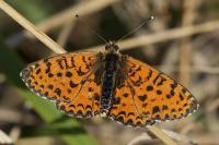 Melitaea didyma