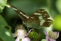 Limenitis camilla