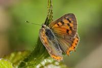 Lycaena phlaeas