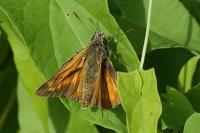 Ochlodes sylvanus