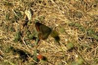 Aricia agestis