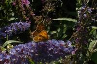 Melitaea cinxia