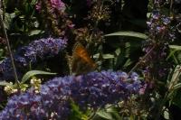 Melitaea cinxia
