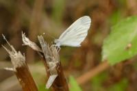 Leptidea sinapis