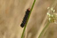 Melitaea cinxia
