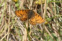 Melitaea parthenoides