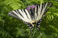 Iphiclides podalirius