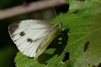 Pieris napi