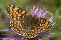 Melitaea phoebe