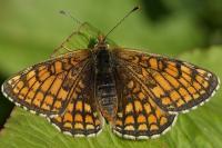 Melitaea parthenoides