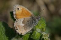 Coenonympha pamphilus
