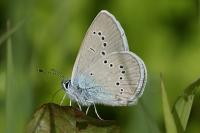Cyaniris semiargus