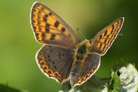 Lycaena tityrus