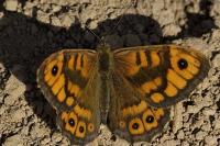 Lasiommata megera