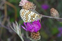 Melitaea cinxia