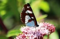 Limenitis reducta