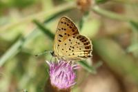 Lycaena tityrus