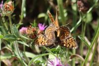 Melitaea phoebe