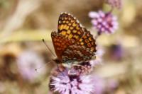 Melitaea cinxia