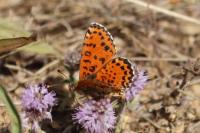 Melitaea didyma