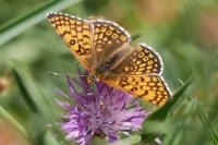 Melitaea cinxia