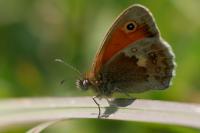 Coenonympha pamphilus