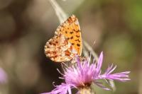 Boloria dia