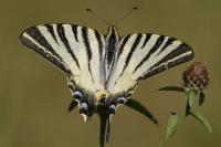 Iphiclides podalirius