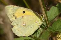 Colias crocea