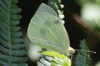Pieris brassicae
