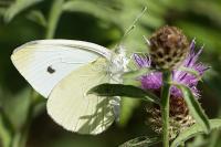 Pieris rapae