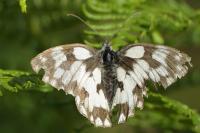 Melanargia galathea