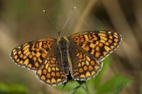 Melitaea phoebe
