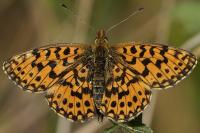Boloria dia